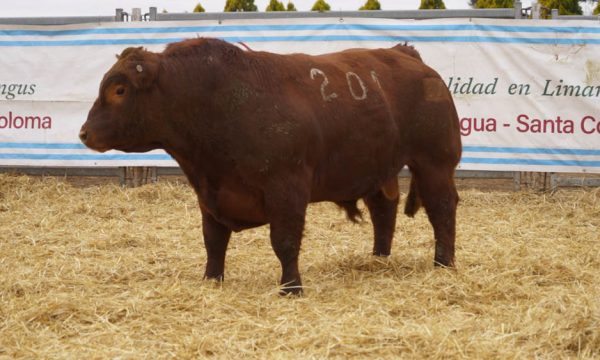 CORRAL 53 - N. 201