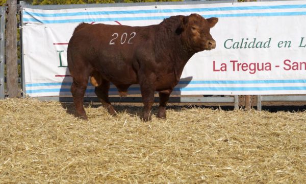 CORRAL 02 - N. 202