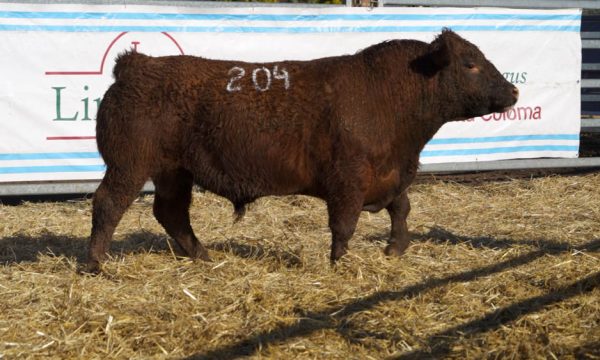 CORRAL 32 - N. 204
