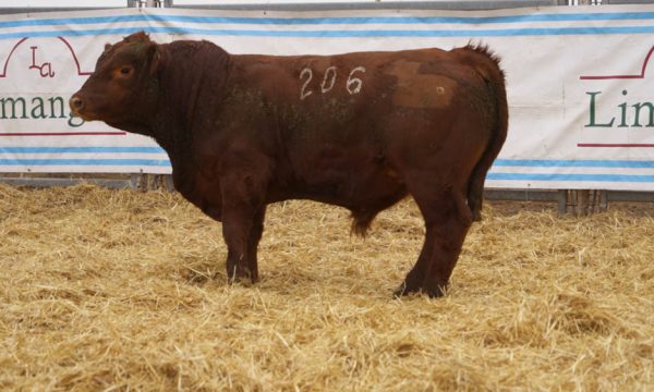 CORRAL 46 - N. 206