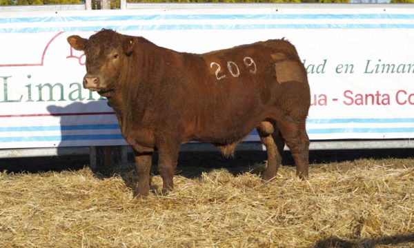 CORRAL 07 - N. 209