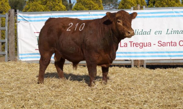 CORRAL 01 - N. 210