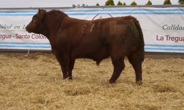 CORRAL 51 - N. 211