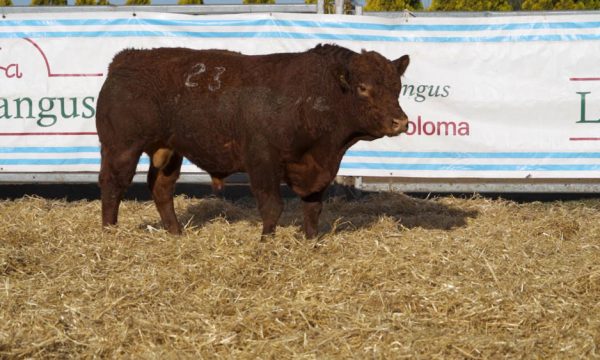 CORRAL 20 - N. 23