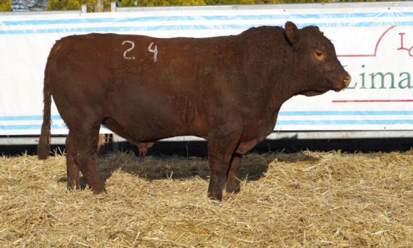 CORRAL 08 - N. 24
