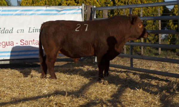 CORRAL 24 - N. 27