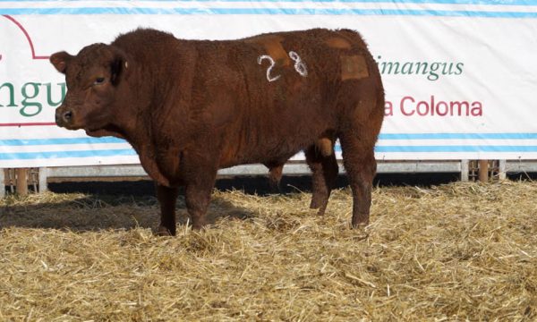 CORRAL 34 - N. 28