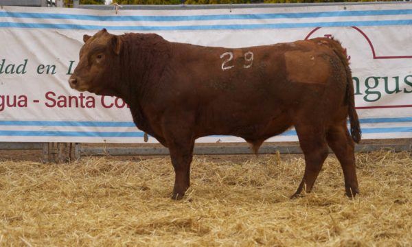 CORRAL 27 - N. 29