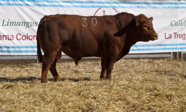 CORRAL 44 - N. 30