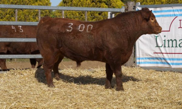 CORRAL 12 - N. 300