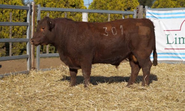 CORRAL 37 - N. 301