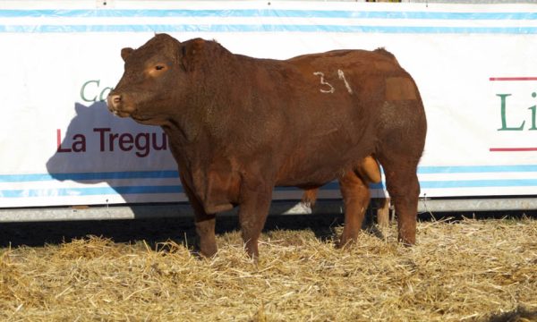 CORRAL 07 - N. 31