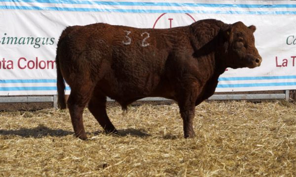 CORRAL 11 - N. 32