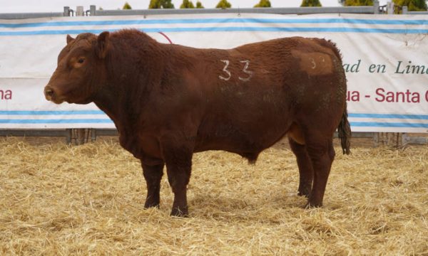 CORRAL 53 - N. 33