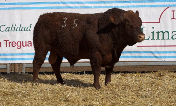 CORRAL 04 - N. 35
