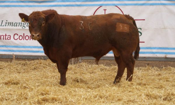 CORRAL 28 - N. 36