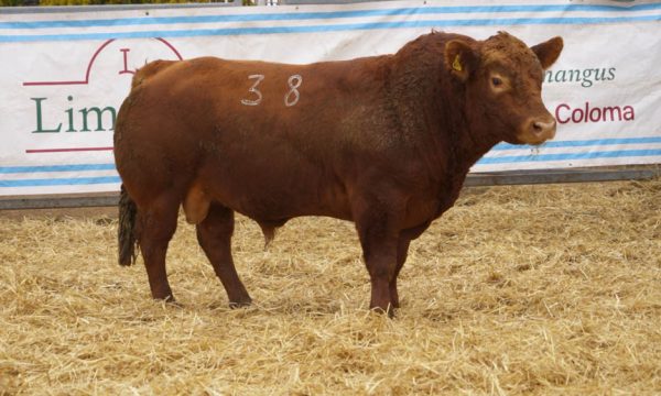 CORRAL 53 - N. 38
