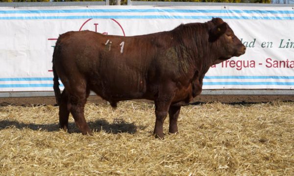 CORRAL 11 - N. 41