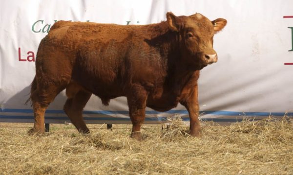 CORRAL 33 - N. 413