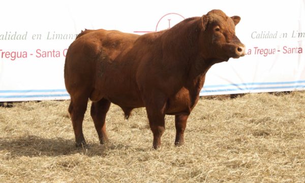CORRAL 18 - N. 414