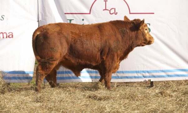 CORRAL 38 - N. 415