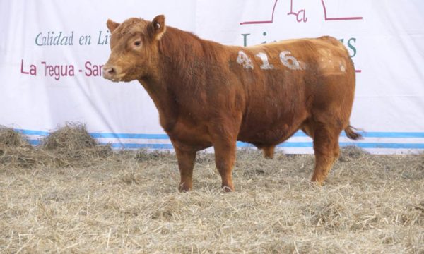 CORRAL 15 - N. 416