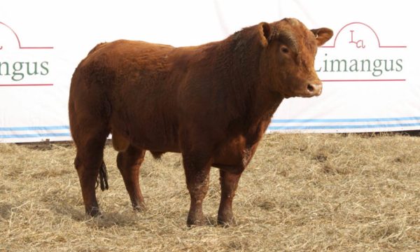 CORRAL 18 - N. 417