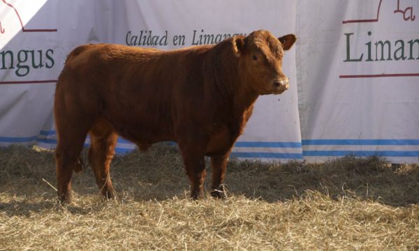 CORRAL 35 - N. 418
