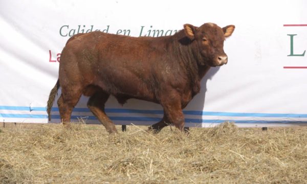 CORRAL 14 - N. 419