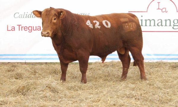 CORRAL 05 - N. 420