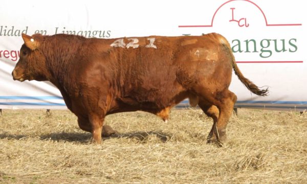 CORRAL 29 - N. 421