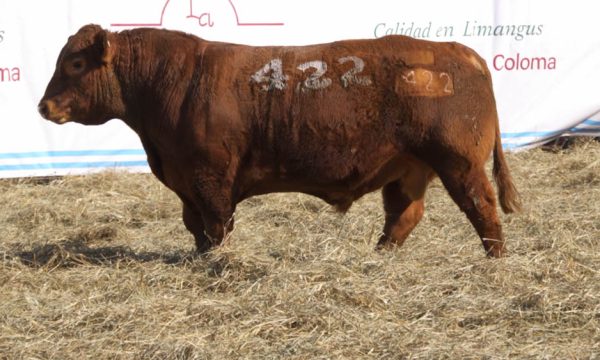 CORRAL 13 - N. 422