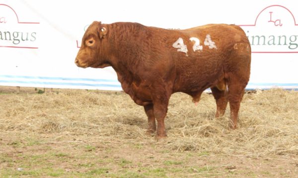 CORRAL 05 - N. 424