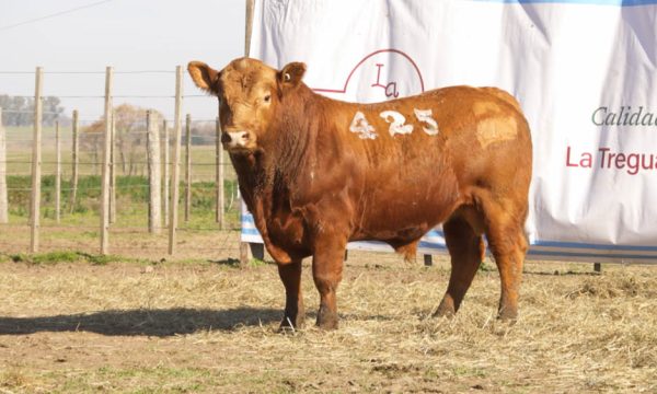 CORRAL 47 - N. 425