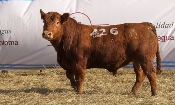 CORRAL 52 - N. 426
