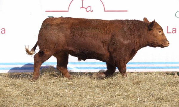 CORRAL 13 - N. 427
