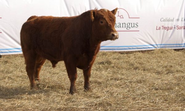 CORRAL 38 - N. 428