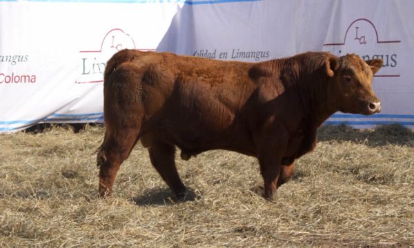 CORRAL 13 - N. 429