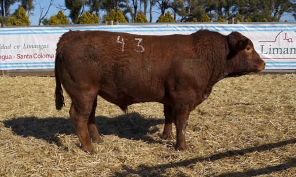 CORRAL 12 - N. 43
