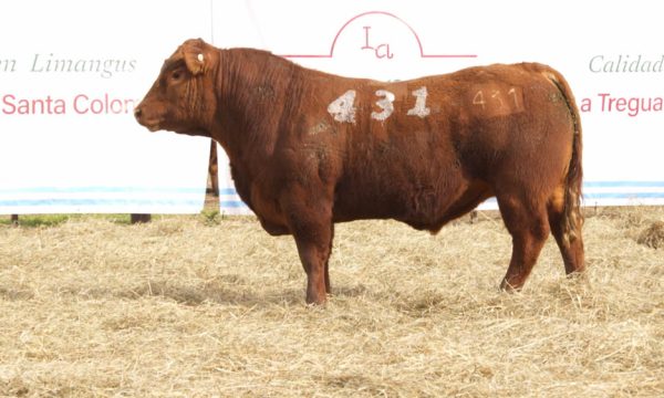 CORRAL 23 - N. 431