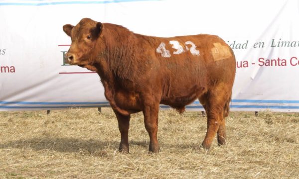 CORRAL 45 - N. 432