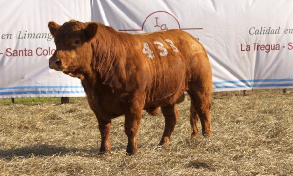CORRAL 52 - N. 433