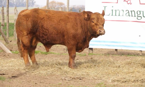 CORRAL 05 - N. 434