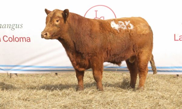 CORRAL 26 - N. 435