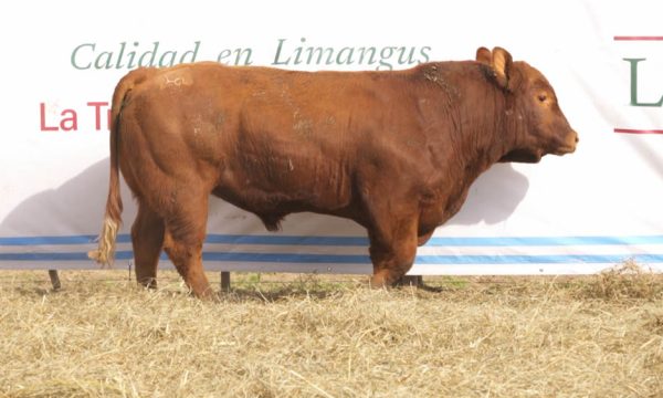 CORRAL 23 - N. 437