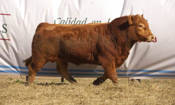 CORRAL 35 - N. 438