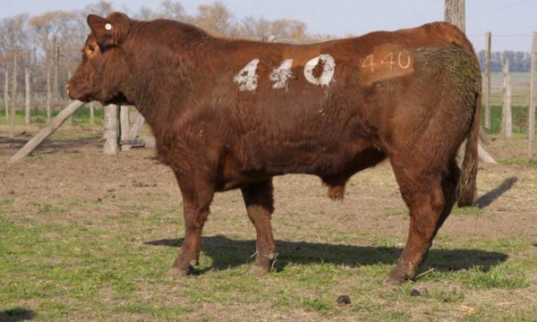 CORRAL 14 - N. 440