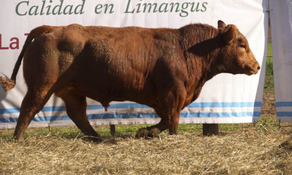 CORRAL 50 - N. 441