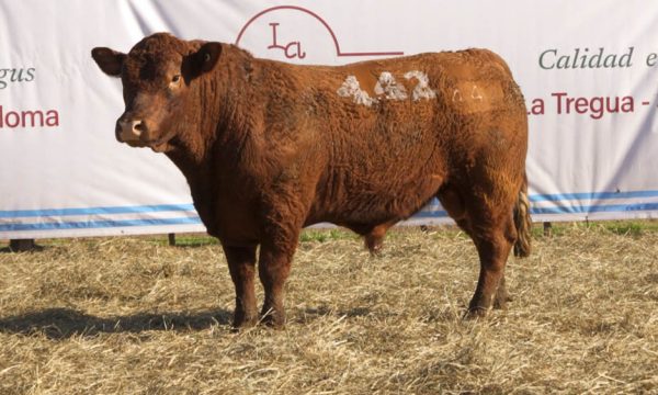 CORRAL 50 - N. 442