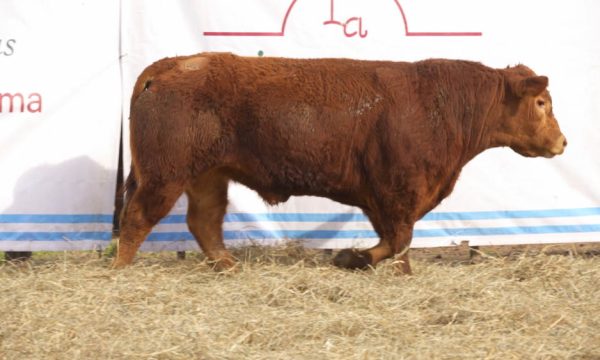 CORRAL 15 - N. 443